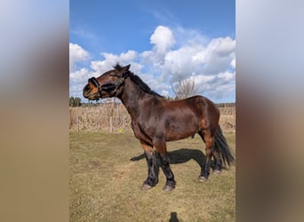 Zwaar warmbloed, Ruin, 4 Jaar, 158 cm, Donkerbruin