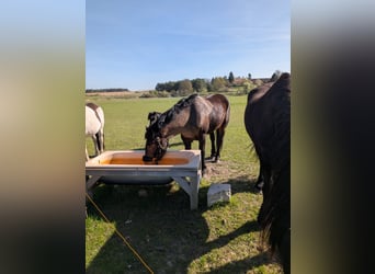 Zwaar warmbloed, Ruin, 4 Jaar, 158 cm, Donkerbruin