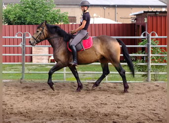 Zwaar warmbloed, Ruin, 4 Jaar, 160 cm, Appelschimmel
