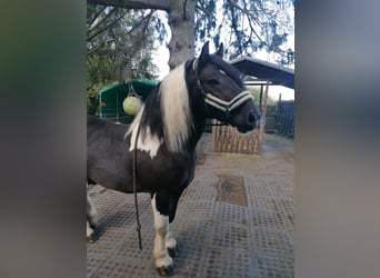 Zwaar warmbloed Mix, Ruin, 4 Jaar, 160 cm, Gevlekt-paard