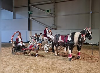 Zwaar warmbloed Mix, Ruin, 4 Jaar, 160 cm, Gevlekt-paard
