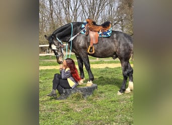 Zwaar warmbloed, Ruin, 4 Jaar, 160 cm, Zwartschimmel