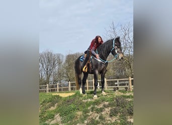 Zwaar warmbloed, Ruin, 4 Jaar, 160 cm, Zwartschimmel