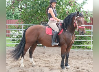 Zwaar warmbloed Mix, Ruin, 4 Jaar, 162 cm, Donkere-vos