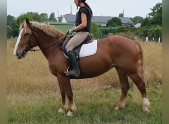 Zwaar warmbloed Mix, Ruin, 4 Jaar, 162 cm, Donkere-vos