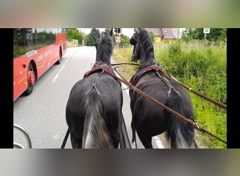 Zwaar warmbloed, Ruin, 4 Jaar, 162 cm, Schimmel