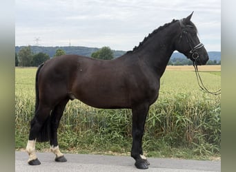 Zwaar warmbloed, Ruin, 4 Jaar, 162 cm, Zwart