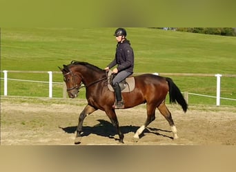 Zwaar warmbloed, Ruin, 4 Jaar, 163 cm, Bruin