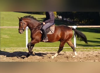 Zwaar warmbloed, Ruin, 4 Jaar, 163 cm, Bruin