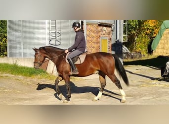 Zwaar warmbloed, Ruin, 4 Jaar, 163 cm, Bruin