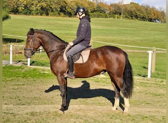 Zwaar warmbloed, Ruin, 4 Jaar, 163 cm, Bruin