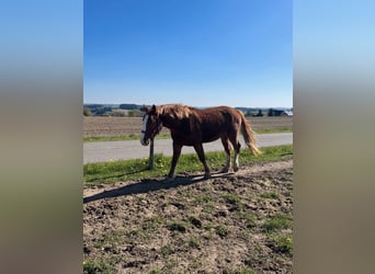 Zwaar warmbloed, Ruin, 4 Jaar, 163 cm, Vos