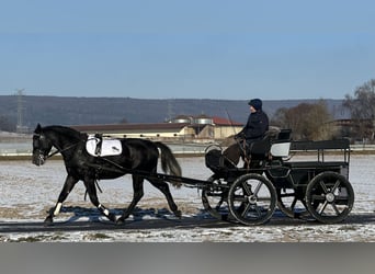 Zwaar warmbloed, Ruin, 4 Jaar, 163 cm, Zwartschimmel