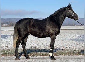 Zwaar warmbloed, Ruin, 4 Jaar, 163 cm, Zwartschimmel