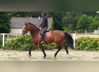 Zwaar warmbloed, Ruin, 4 Jaar, 165 cm, Bruin
