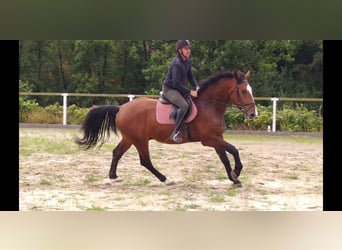 Zwaar warmbloed, Ruin, 4 Jaar, 165 cm, Bruin