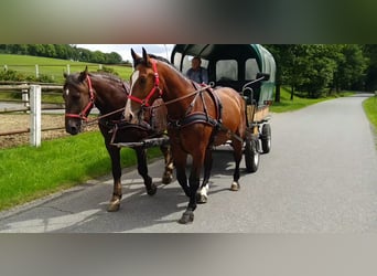 Zwaar warmbloed, Ruin, 4 Jaar, 165 cm, Bruin