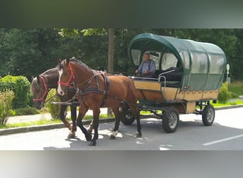 Zwaar warmbloed, Ruin, 4 Jaar, 165 cm, Bruin