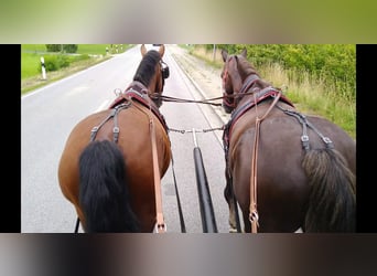 Zwaar warmbloed, Ruin, 4 Jaar, 165 cm, Bruin