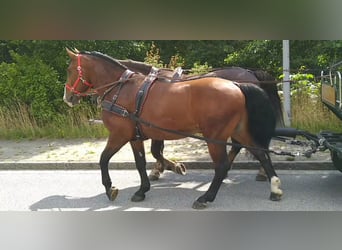 Zwaar warmbloed, Ruin, 4 Jaar, 165 cm, Bruin