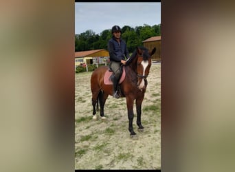 Zwaar warmbloed, Ruin, 4 Jaar, 165 cm, Bruin
