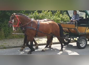 Zwaar warmbloed, Ruin, 4 Jaar, 165 cm, Bruin