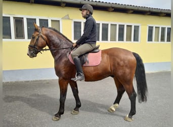 Zwaar warmbloed, Ruin, 4 Jaar, 165 cm, Bruin