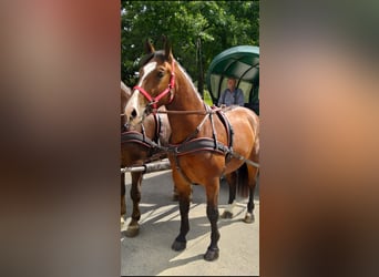 Zwaar warmbloed, Ruin, 4 Jaar, 165 cm, Bruin