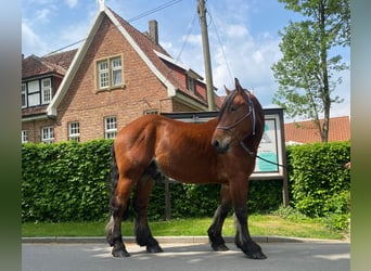 Zwaar warmbloed, Ruin, 4 Jaar, 165 cm, Bruin