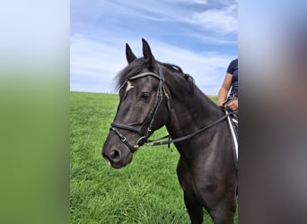 Zwaar warmbloed, Ruin, 4 Jaar, 165 cm, Zwart