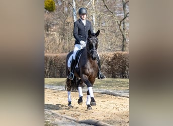 Zwaar warmbloed, Ruin, 4 Jaar, 167 cm, Zwart