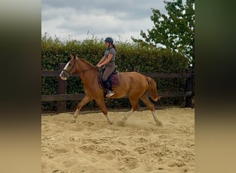 Zwaar warmbloed, Ruin, 4 Jaar, 168 cm, Vos