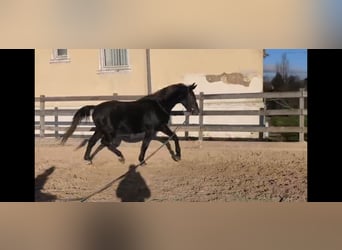 Zwaar warmbloed, Ruin, 4 Jaar, 168 cm, Zwartschimmel
