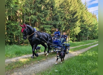 Zwaar warmbloed, Ruin, 4 Jaar, 169 cm, Zwart