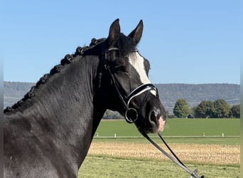Zwaar warmbloed, Ruin, 4 Jaar, Zwart