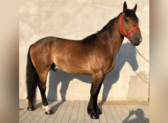 Zwaar warmbloed Mix, Ruin, 5 Jaar, 160 cm, Roodbruin