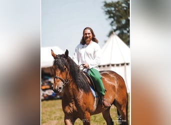 Zwaar warmbloed Mix, Ruin, 5 Jaar, 160 cm, Roodbruin