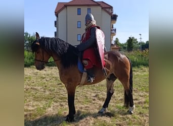 Zwaar warmbloed Mix, Ruin, 5 Jaar, 160 cm, Roodbruin