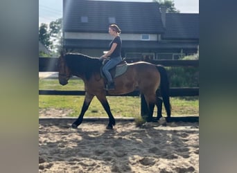 Zwaar warmbloed Mix, Ruin, 5 Jaar, 160 cm, Roodbruin