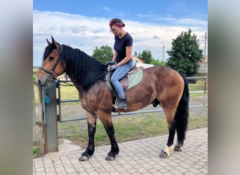Zwaar warmbloed Mix, Ruin, 5 Jaar, 160 cm, Roodbruin