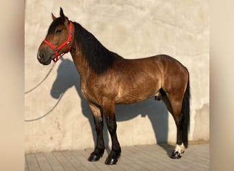 Zwaar warmbloed Mix, Ruin, 5 Jaar, 160 cm, Roodbruin