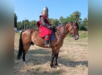 Zwaar warmbloed Mix, Ruin, 5 Jaar, 160 cm, Roodbruin