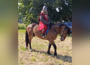 Zwaar warmbloed Mix, Ruin, 5 Jaar, 160 cm, Roodbruin