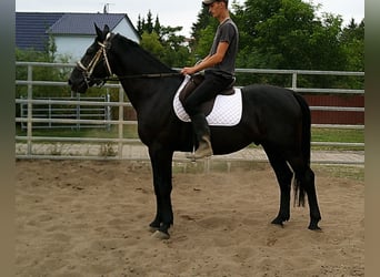 Zwaar warmbloed, Ruin, 5 Jaar, 160 cm, Zwart