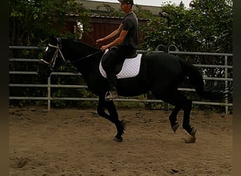 Zwaar warmbloed, Ruin, 5 Jaar, 160 cm, Zwart