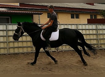 Zwaar warmbloed, Ruin, 5 Jaar, 160 cm, Zwart