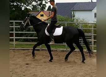 Zwaar warmbloed, Ruin, 5 Jaar, 160 cm, Zwart