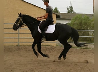 Zwaar warmbloed, Ruin, 5 Jaar, 160 cm, Zwart