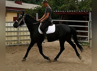 Zwaar warmbloed, Ruin, 5 Jaar, 160 cm, Zwart