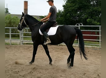 Zwaar warmbloed, Ruin, 5 Jaar, 160 cm, Zwart